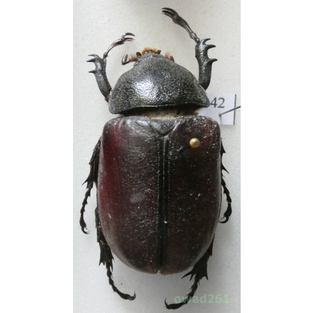 Chalcosoma atlas (Linnaeus, 1758) female Indonesia, Sulawesi +50mm42